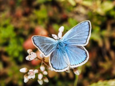 Azuré du Mélilot (L'), Argus turquoise (L'), Azuré Polyommatus dorylas (Denis & Schiffermüller, 1775)