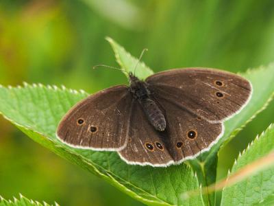 Tristan (Le) Aphantopus hyperantus (Linnaeus, 1758)