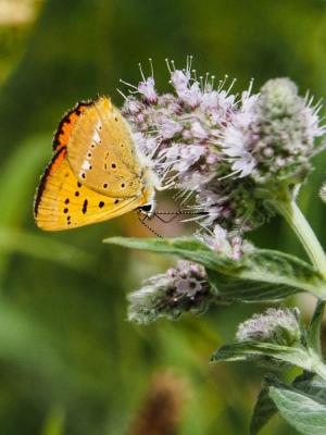 Cuivré de la Verge-d'or (Le), Cuivré satiné (Le),  Lycaena virgaureae (Linnaeus, 1758)
