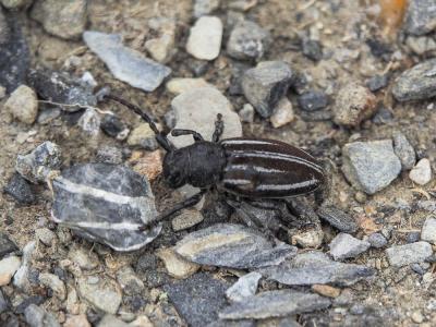  Iberodorcadion fuliginator (Linnaeus, 1758)