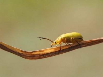  Cteniopus sulphureus (Linnaeus, 1758)