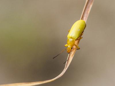  Cteniopus sulphureus (Linnaeus, 1758)