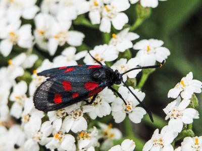 Zygène des Thérésiens (La), Zygène de la Jarosse ( Zygaena viciae (Denis & Schiffermüller, 1775)