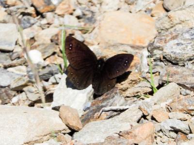 Moiré cantabrique (Le),  Moiré de Lefèbvre (Le) Erebia lefebvrei (Boisduval, 1828)