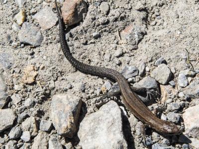 Lézard de Bonnal Iberolacerta bonnali (Lantz, 1927)