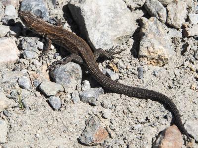 Lézard de Bonnal Iberolacerta bonnali (Lantz, 1927)