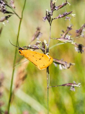 Endrosie diaphane (L'), Callimorphe arrosée (La) Setina irrorella (Linnaeus, 1758)