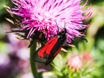 Zygène pourpre (La), Zygène du Serpolet (La) Zygaena purpuralis (Brünnich, 1763)