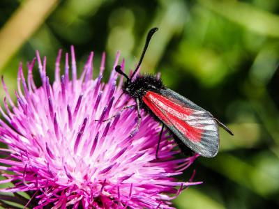 Zygène pourpre (La), Zygène du Serpolet (La) Zygaena purpuralis (Brünnich, 1763)