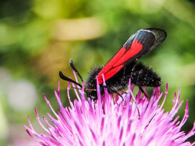 Zygène pourpre (La), Zygène du Serpolet (La) Zygaena purpuralis (Brünnich, 1763)