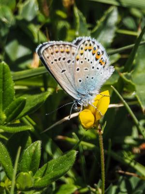 Azuré de l'Ajonc (L'), Argus bleu-violet (L'), Arg Plebejus argus (Linnaeus, 1758)
