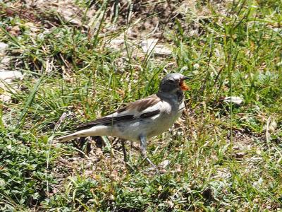 Niverolle alpine, Niverolle des Alpes Montifringilla nivalis (Linnaeus, 1766)