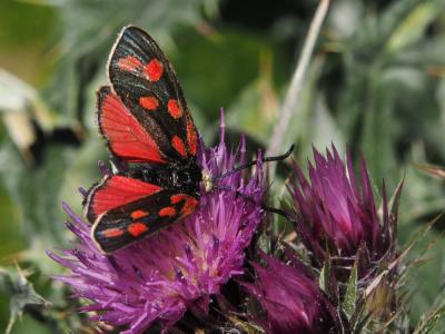 Zygène de Gavarnie (La), Zygène des Pyrénées (La), Zygaena anthyllidis Boisduval, 1828