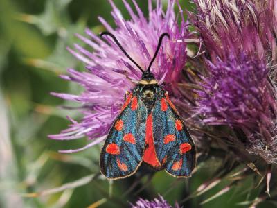 Zygène de Gavarnie (La), Zygène des Pyrénées (La), Zygaena anthyllidis Boisduval, 1828