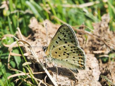Cuivré fuligineux (Le), Argus myope (L'), Polyomma Lycaena tityrus (Poda, 1761)