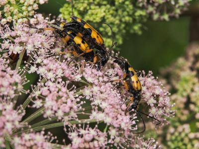 Lepture tacheté (Le) Rutpela maculata (Poda, 1761)