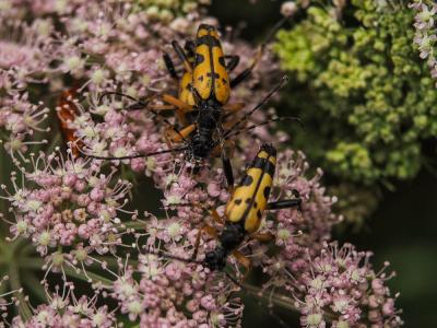 Lepture tacheté (Le) Rutpela maculata (Poda, 1761)