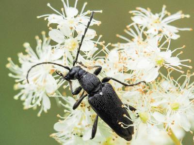  Stictoleptura scutellata scutellata (Fabricius, 1781)