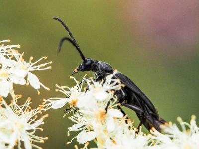  Stictoleptura scutellata scutellata (Fabricius, 1781)