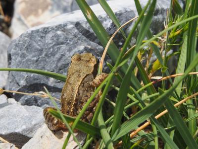 Grenouille rousse Rana temporaria Linnaeus, 1758