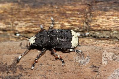  Platystomos albinus (Linnaeus, 1758)