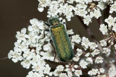  Cerocoma schreberi Fabricius, 1781
