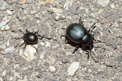  Timarcha goettingensis (Linnaeus, 1758)