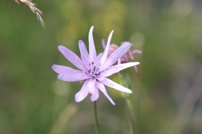 Scorzonère pourpre Podospermum purpureum (L.) W.D.J.Koch & Ziz