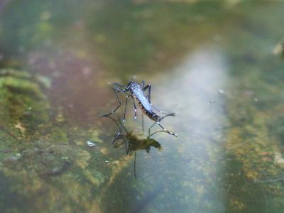 Moustique tigre Aedes albopictus (Skuse, 1894)
