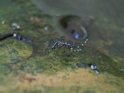 Moustique tigre Aedes albopictus (Skuse, 1894)