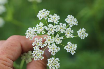 Cerfeuil hérissé, Chérophylle hérissé Chaerophyllum hirsutum L., 1753