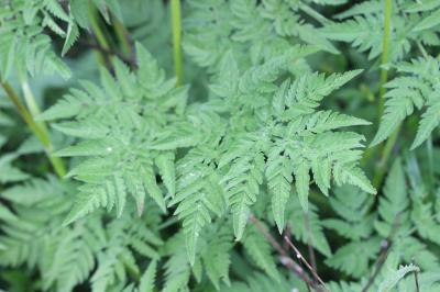 Cerfeuil hérissé, Chérophylle hérissé Chaerophyllum hirsutum L., 1753