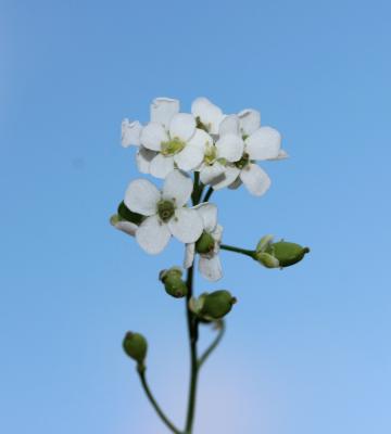 Kernéra des rochers Kernera saxatilis (L.) Sweet, 1827