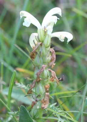 Pédiculaire chevelue Pedicularis comosa L., 1753