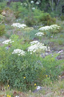 Laser siler, Sermontain Laserpitium siler L., 1753