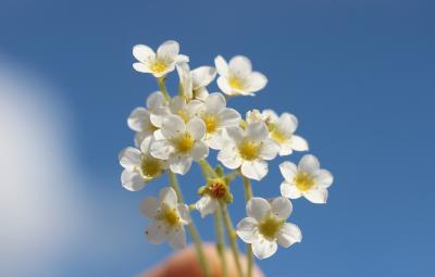 Saxifrage des Cévennes Saxifraga cebennensis Rouy & E.G.Camus, 1901