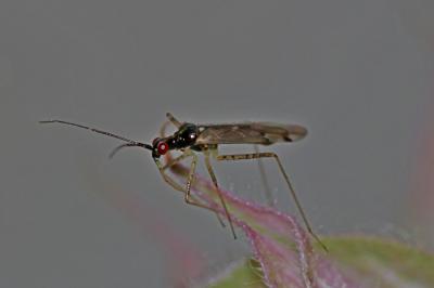  Dicyphus errans (Wolff, 1804)