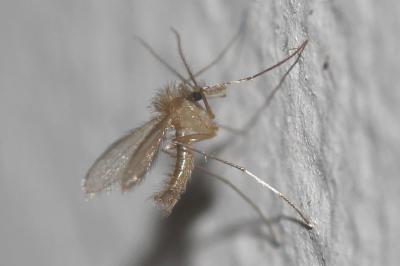  Phlebotomus Rondani & Berté, 1840