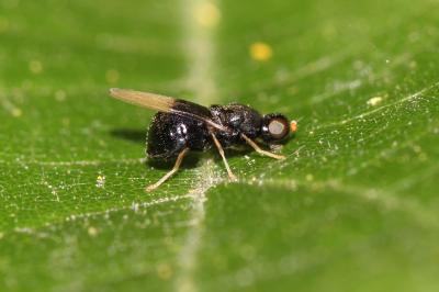  Pachygaster atra (Panzer, 1798)