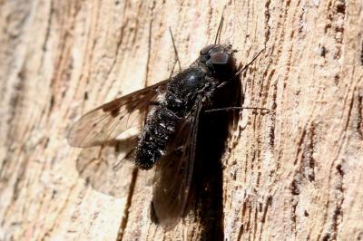  Anthrax trifasciatus Meigen, 1804