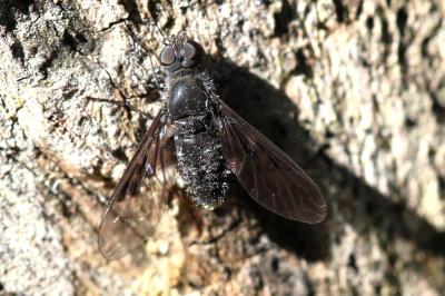  Anthrax trifasciatus Meigen, 1804