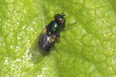  Microchrysa polita (Linnaeus, 1758)