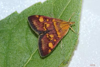  Pyrausta aurata (Scopoli, 1763)