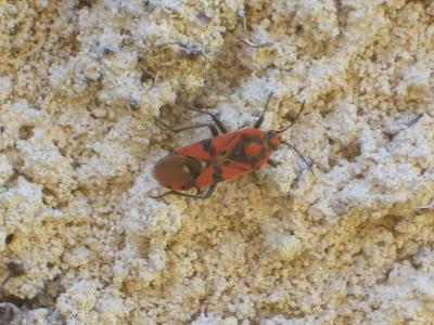  Spilostethus pandurus (Scopoli, 1763)