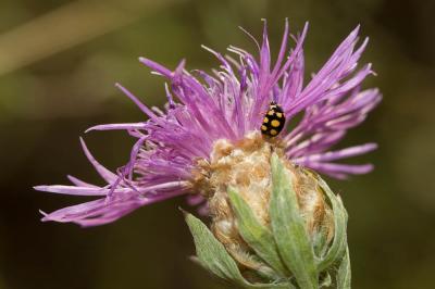  Coccinula quatuordecimpustulata (Linnaeus, 1758)