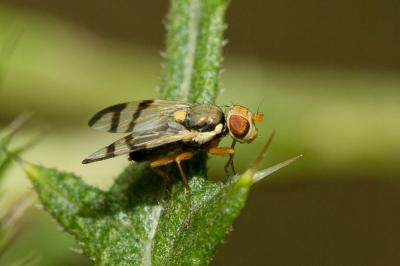  Urophora stylata (Fabricius, 1775)