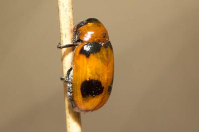  Coptocephala Chevrolat, 1836