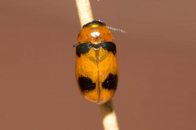  Coptocephala Chevrolat, 1836