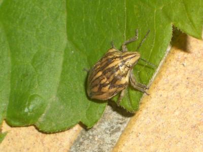  Odontotarsus robustus Jakovlev, 1884