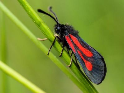 Zygène ibère (La), Zygène des Gesses (La), Zygène  Zygaena nevadensis Rambur, 1858